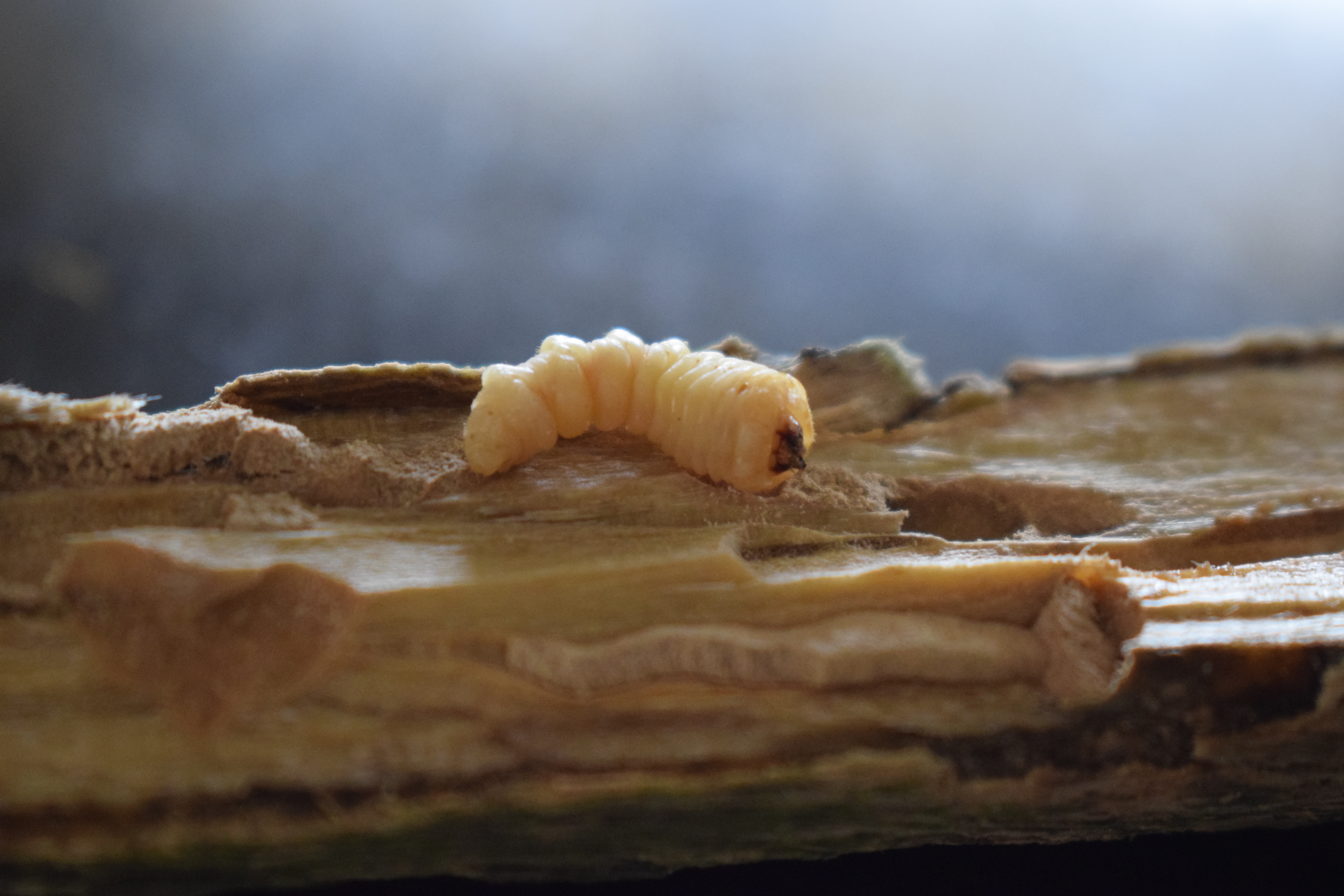 Matured CWSB larva